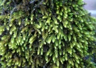 Ordesa   R.Eveleens